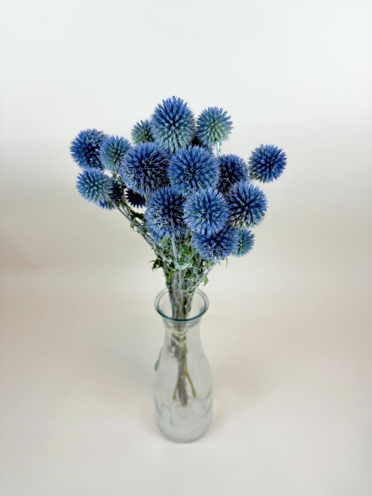 Globe Thistle (Echinops) – Natural Blue, Air-Dried
