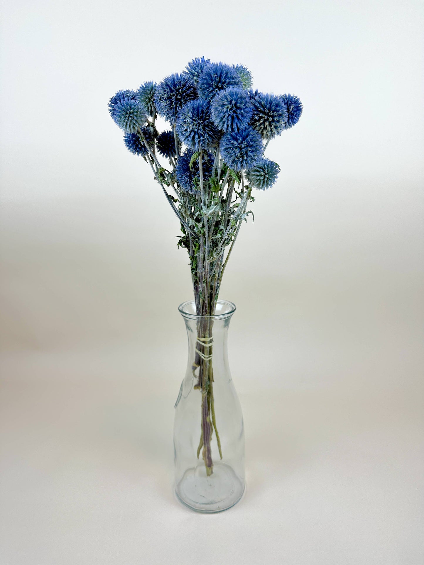 Globe Thistle (Echinops) – Natural Blue, Air-Dried