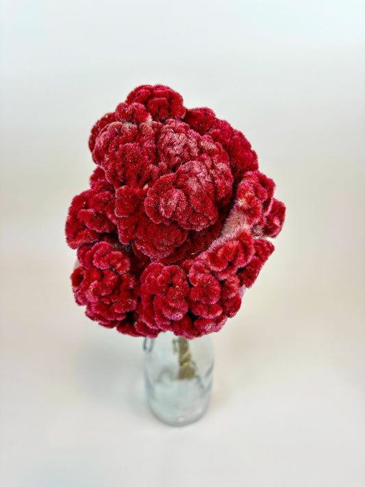 Coxcomb (Celosia) -  Burgundy Collection