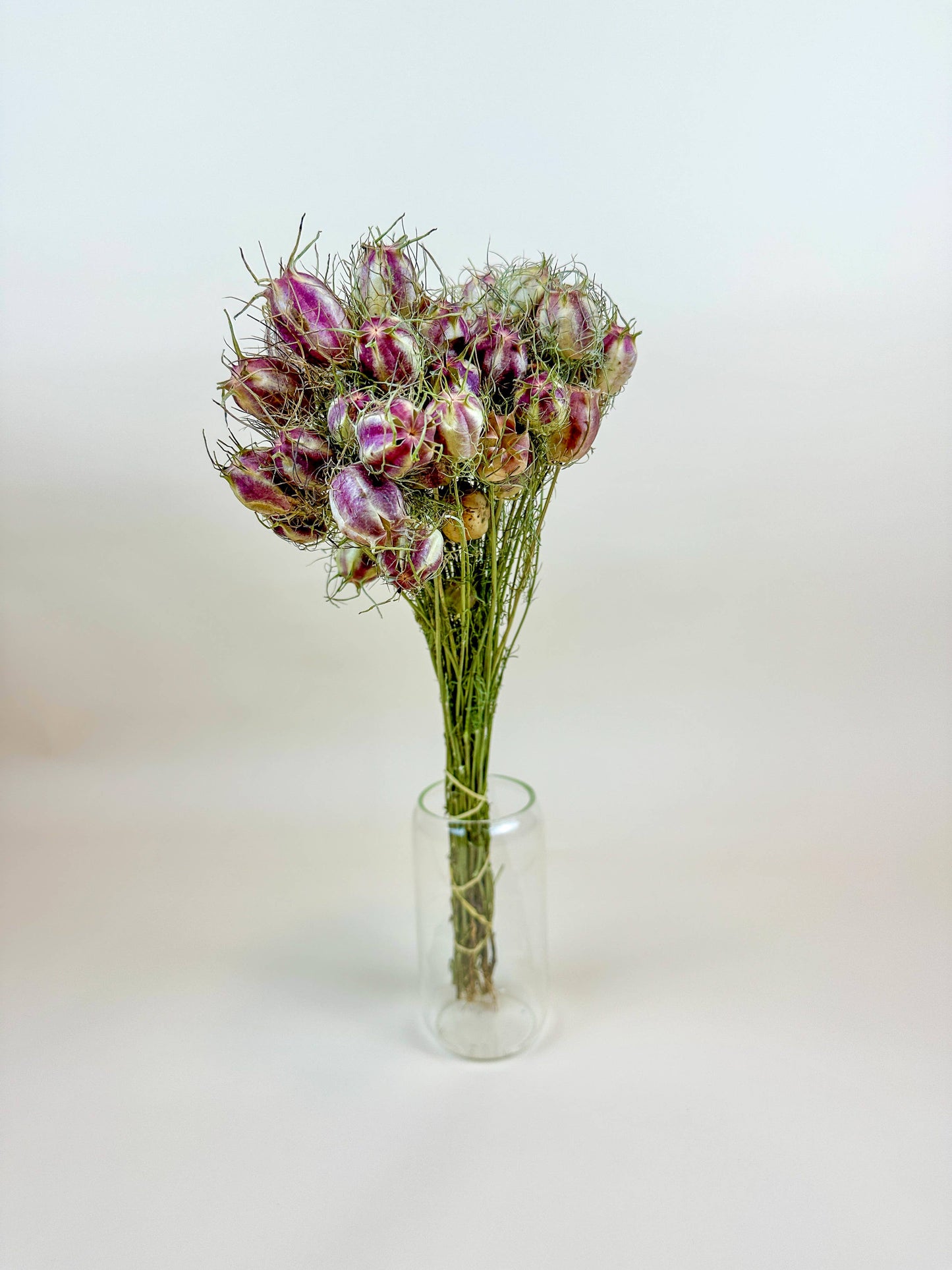 Nigella (Love-in-a-Mist) – Naturally Dried Seed Pods
