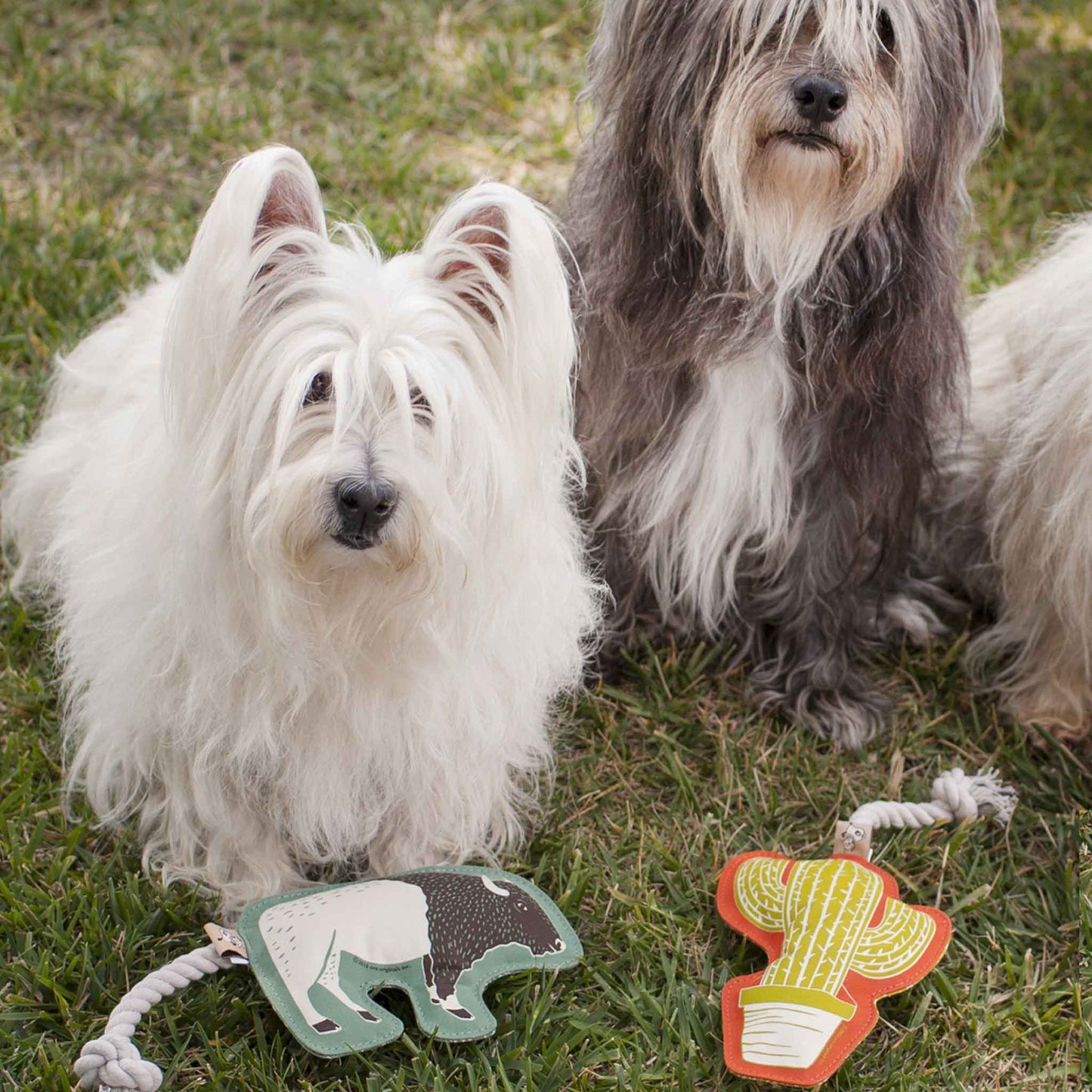 Rope Dog Toy | Cactus - Dear John