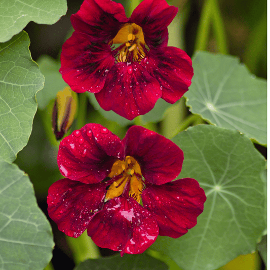 Sow the Magic - Black Velvet Nasturtium Tarot Seed Packet - Dear John