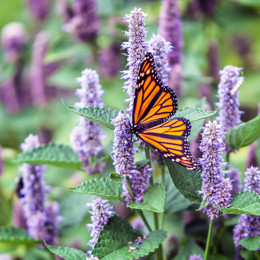 Sow the Magic - Lavender Hyssop Lovers Tarot Seed Packet - Dear John