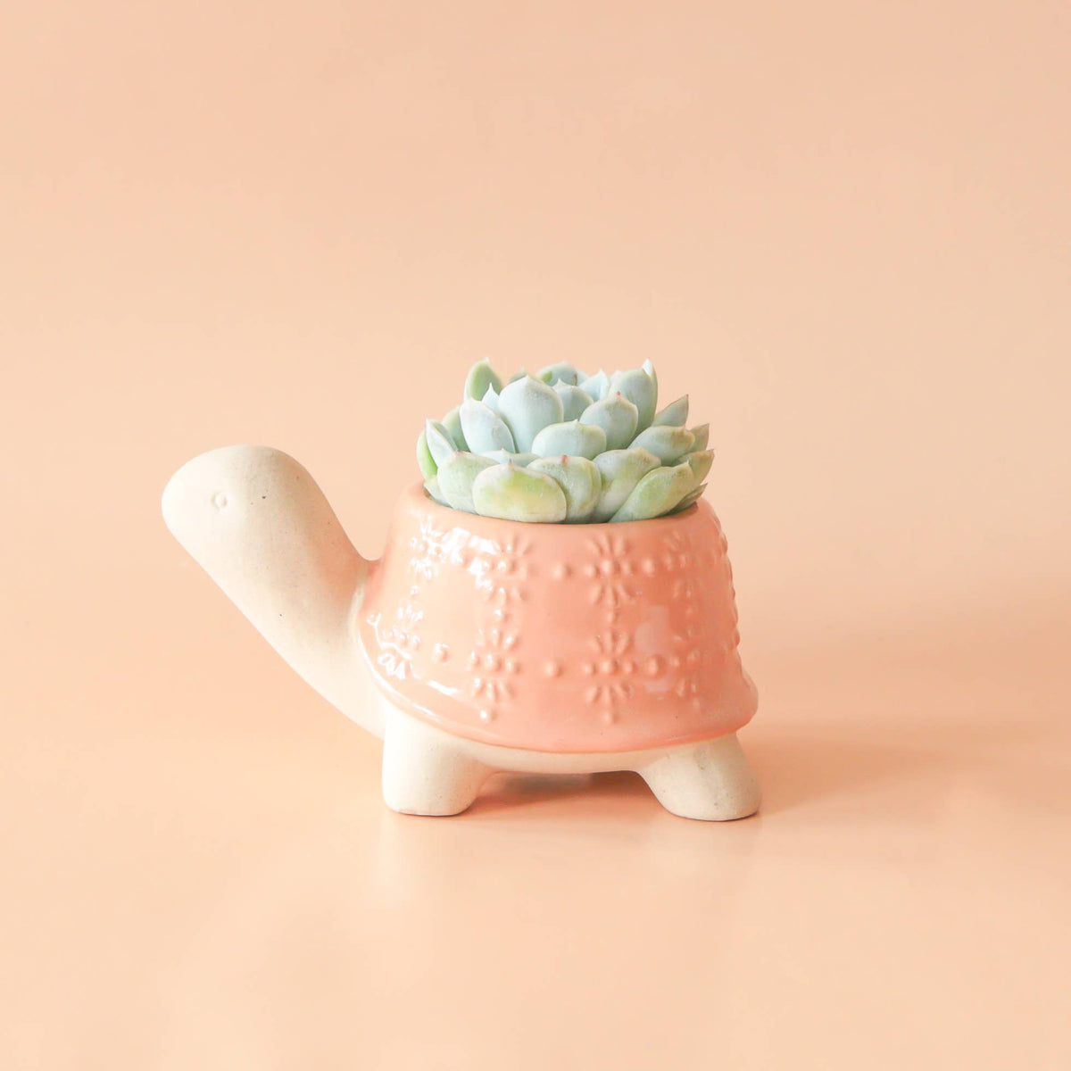 Turtle Planter | Sunset - Dear John