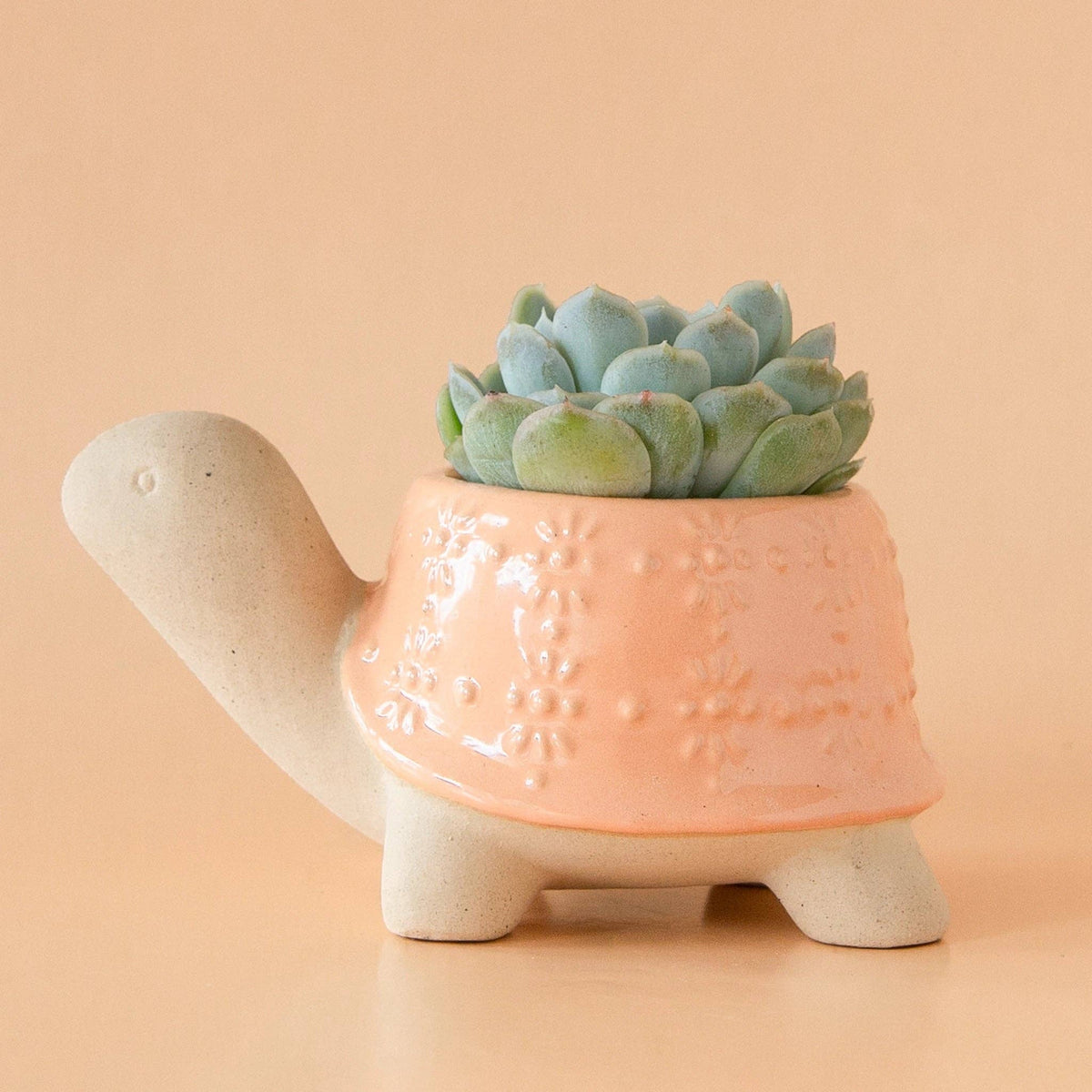 Turtle Planter | Sunset - Dear John