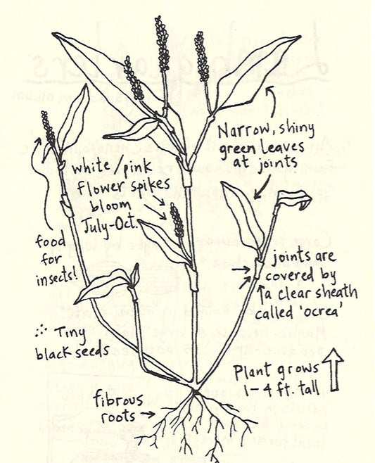 Urban Field Guide to the Plants in Your Path — Discover the Wild Green Around You (Zine) - Dear John