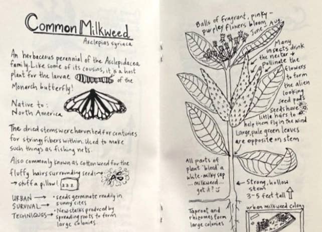 Urban Field Guide to the Plants in Your Path — Discover the Wild Green Around You (Zine) - Dear John