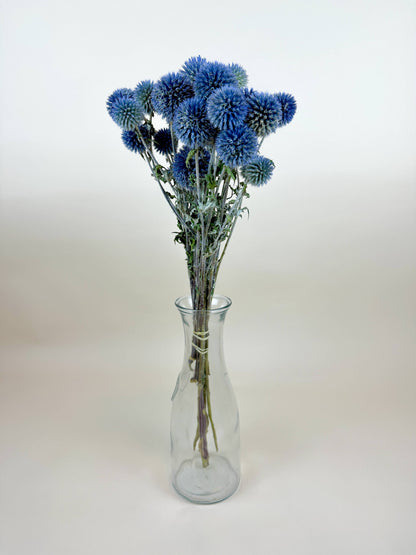 Globe Thistle (Echinops) – Natural Blue, Air-Dried
