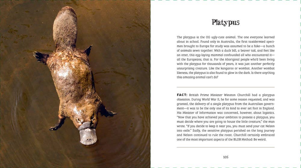 Ugly-Cute — Jennifer McCartney