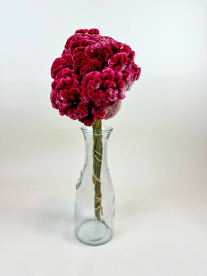 Coxcomb (Celosia) -  Burgundy Collection