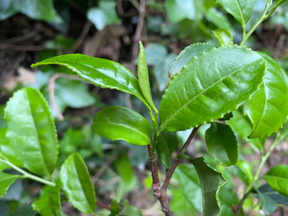 Keemun