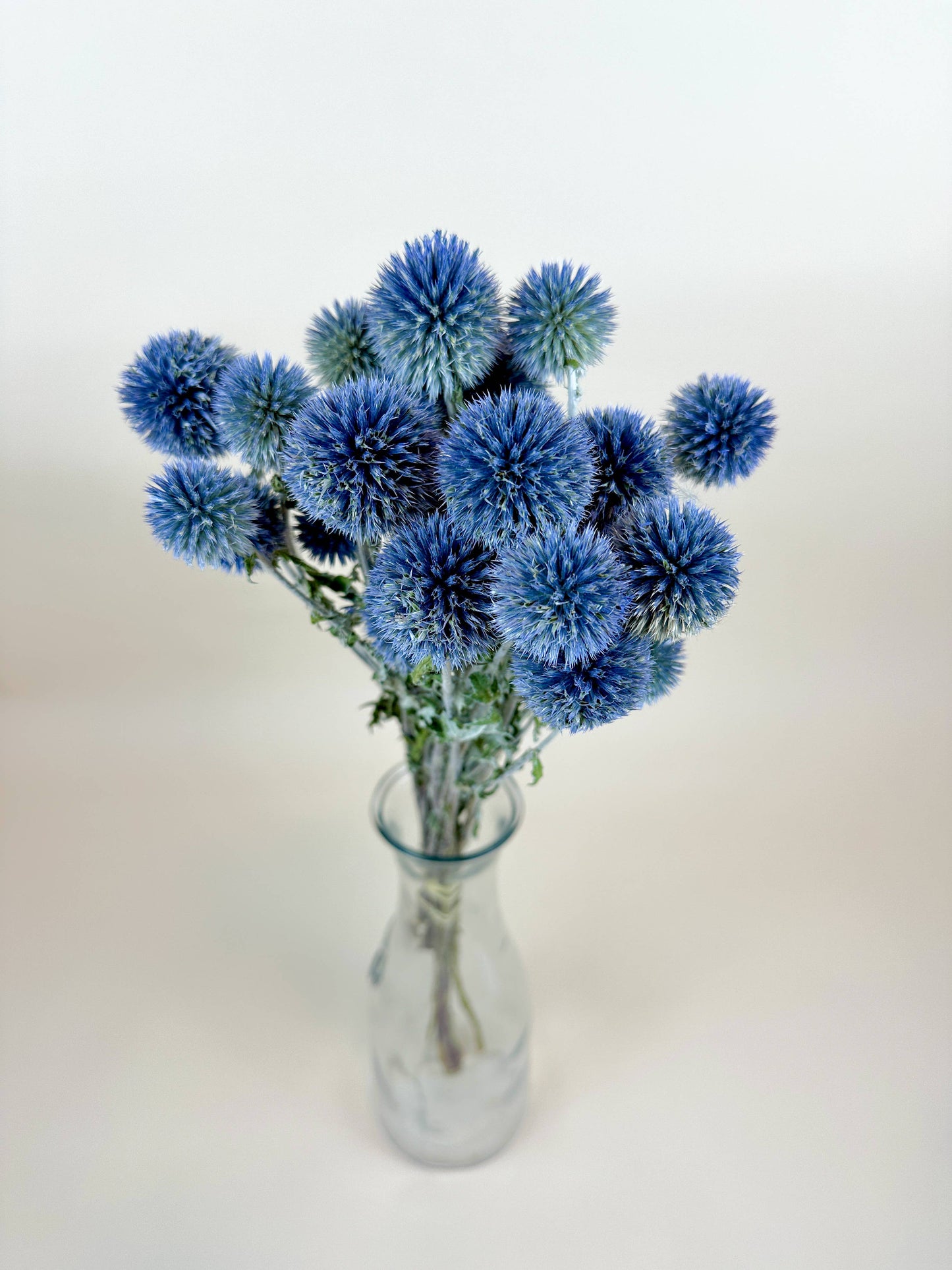 Globe Thistle (Echinops) – Natural Blue, Air-Dried
