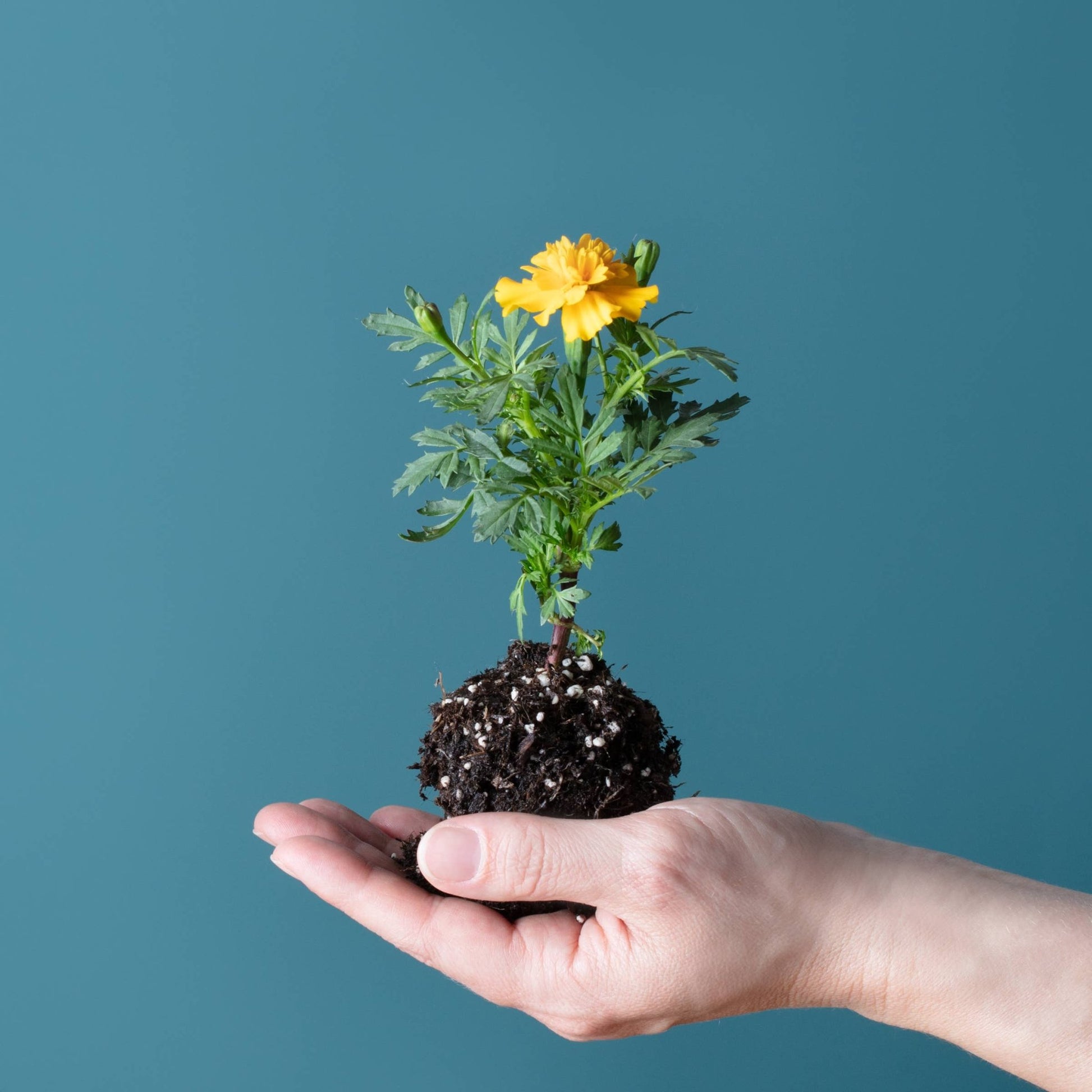 Blooming Lollipop Bundle (Eat, Plant & Grow an Herb/Flower) - Dear John