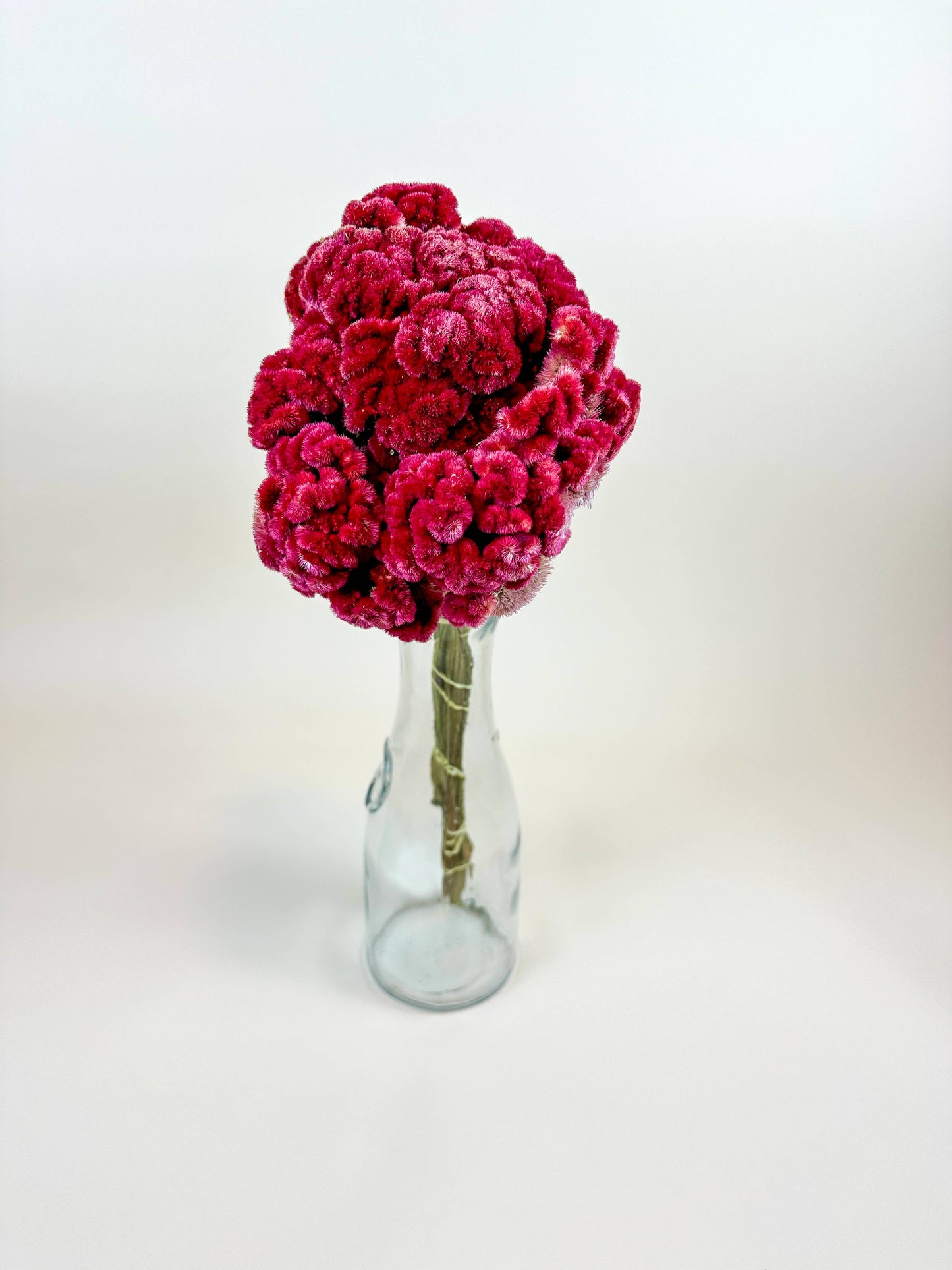 Coxcomb (Celosia) -  Burgundy Collection