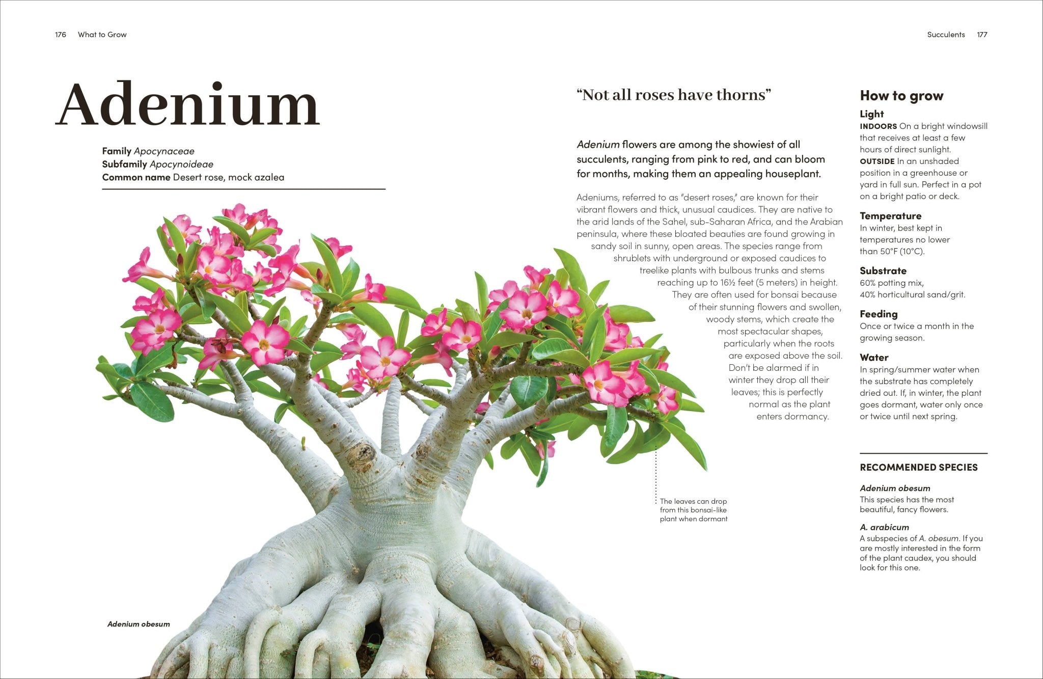 Cacti Succulents - Dear John