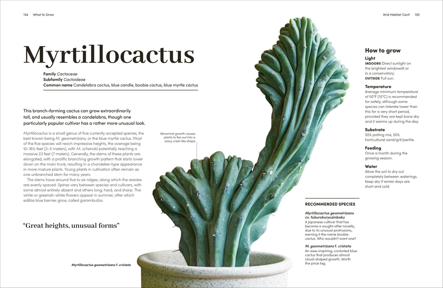 Cacti Succulents - Dear John