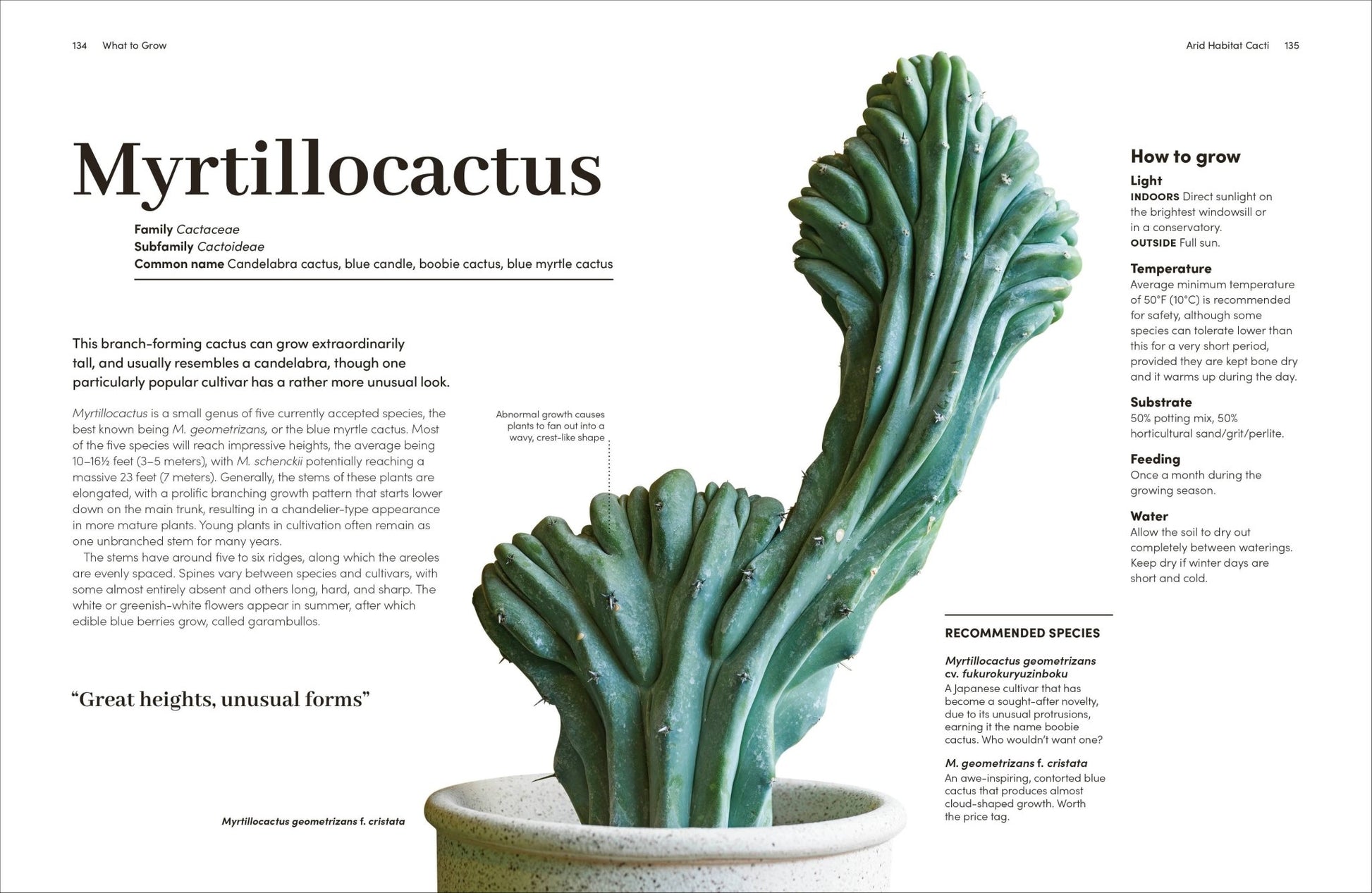 Cacti Succulents - Dear John