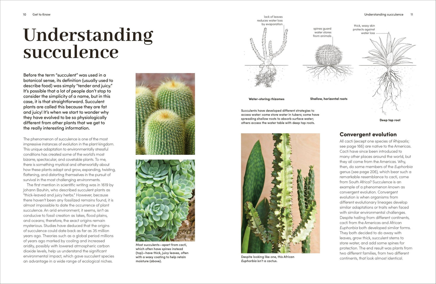 Cacti Succulents - Dear John