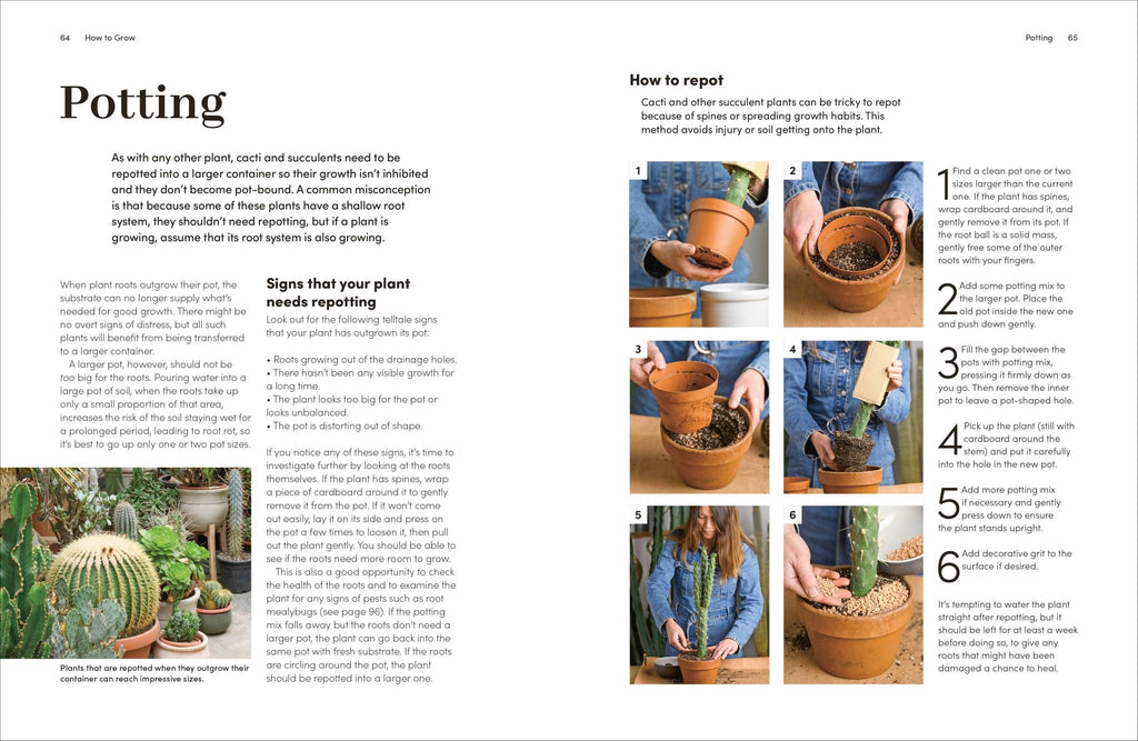 Cacti Succulents - Dear John