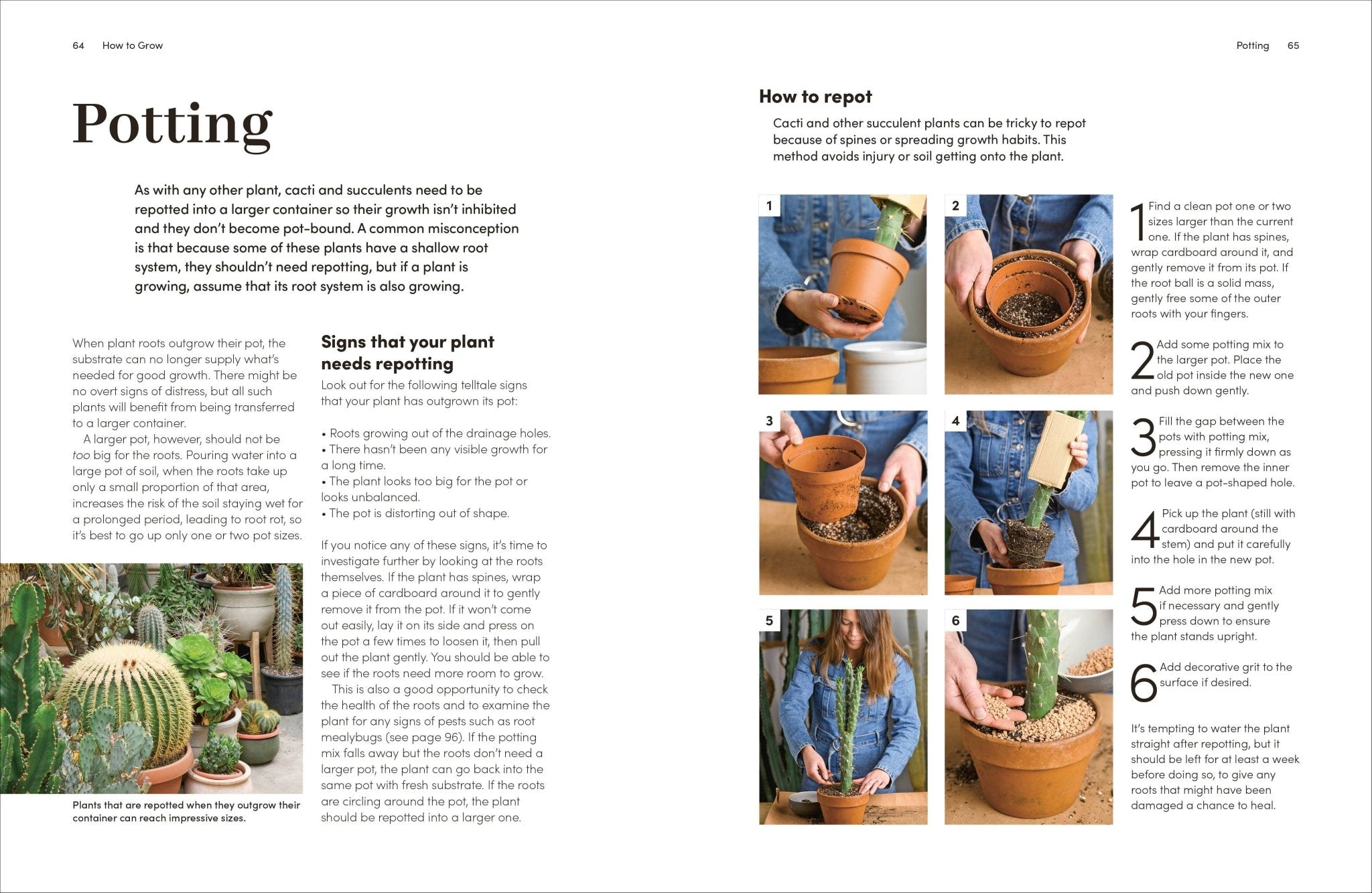 Cacti Succulents - Dear John