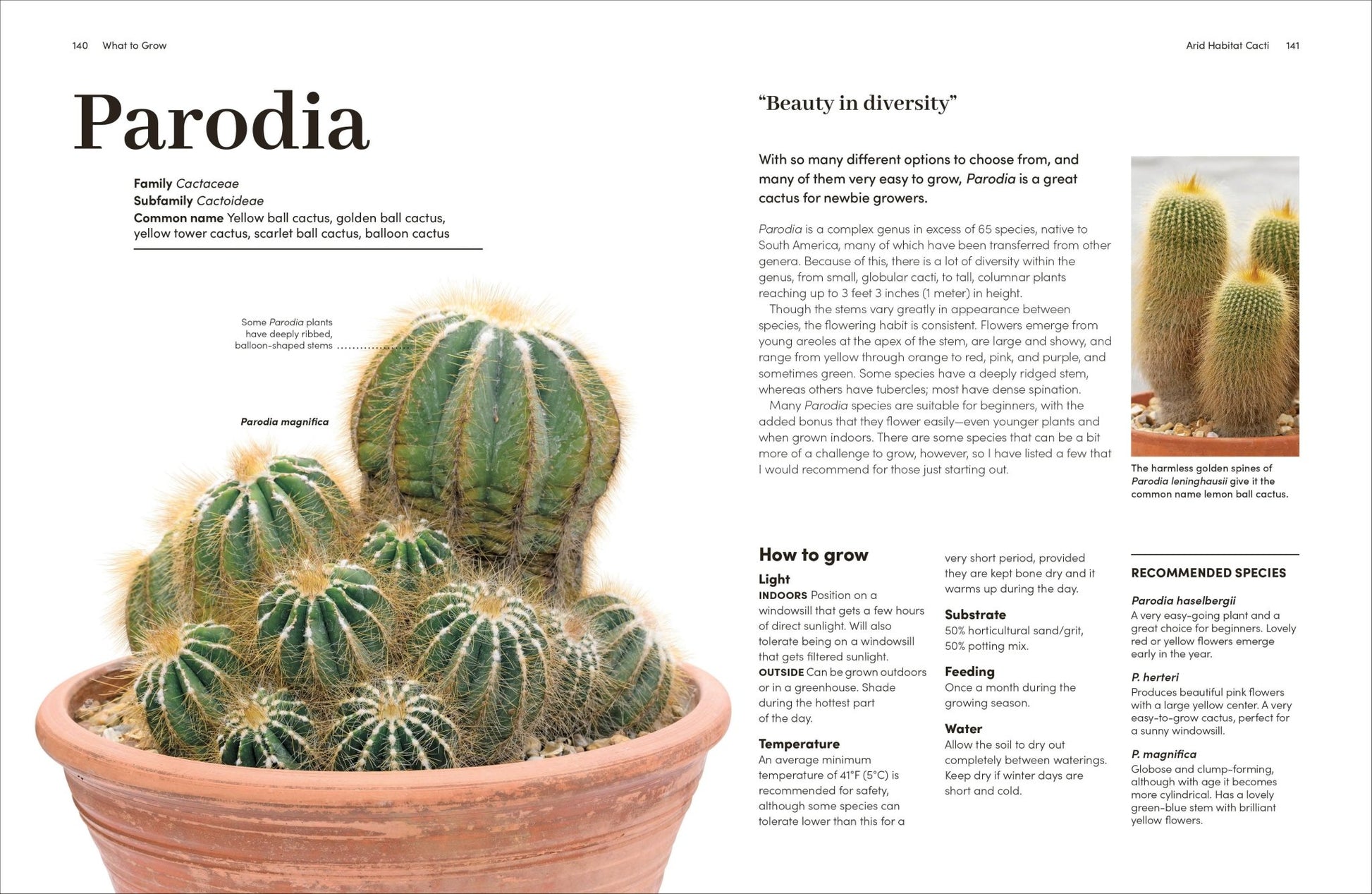 Cacti Succulents - Dear John
