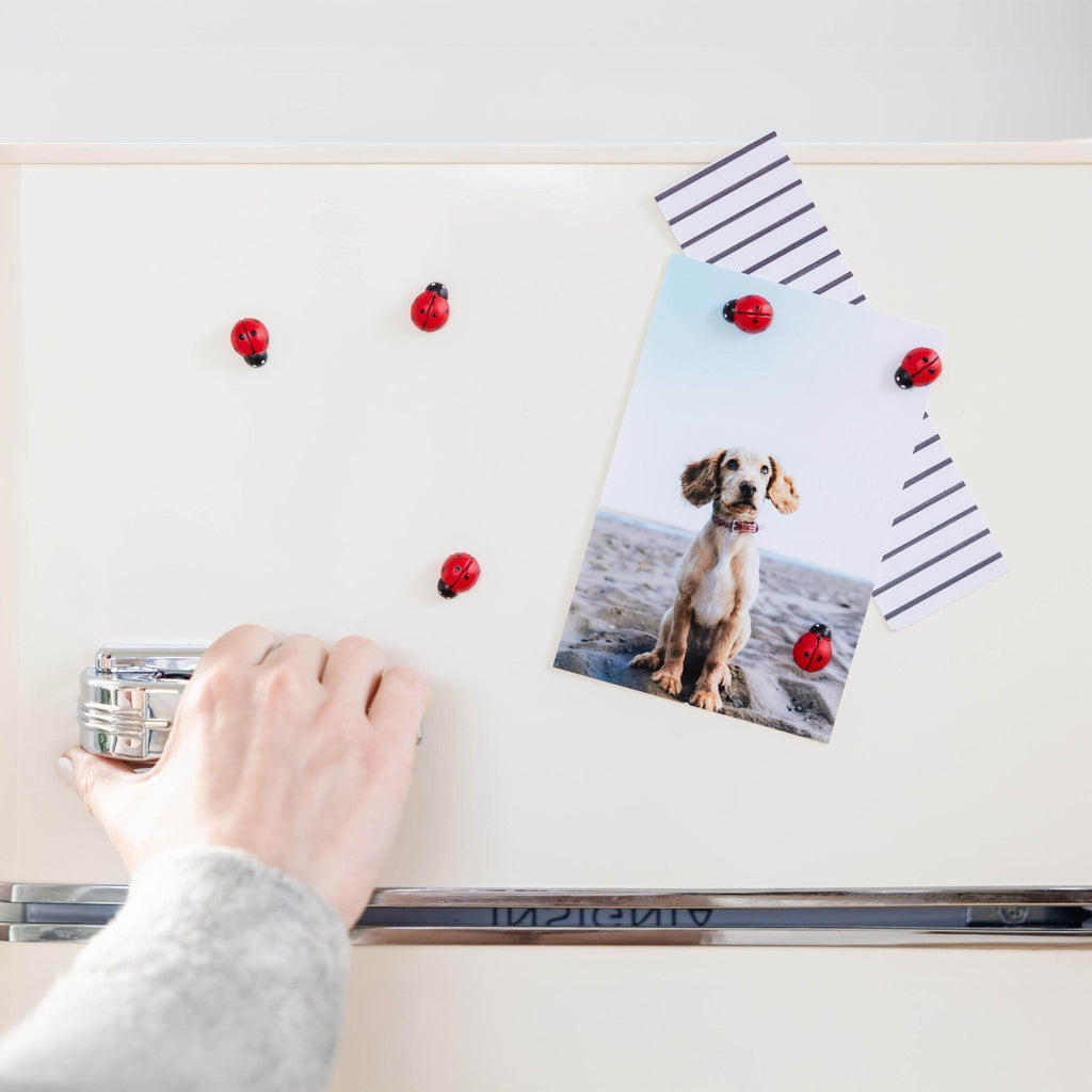 Colorful ladybug magnets - Dear John