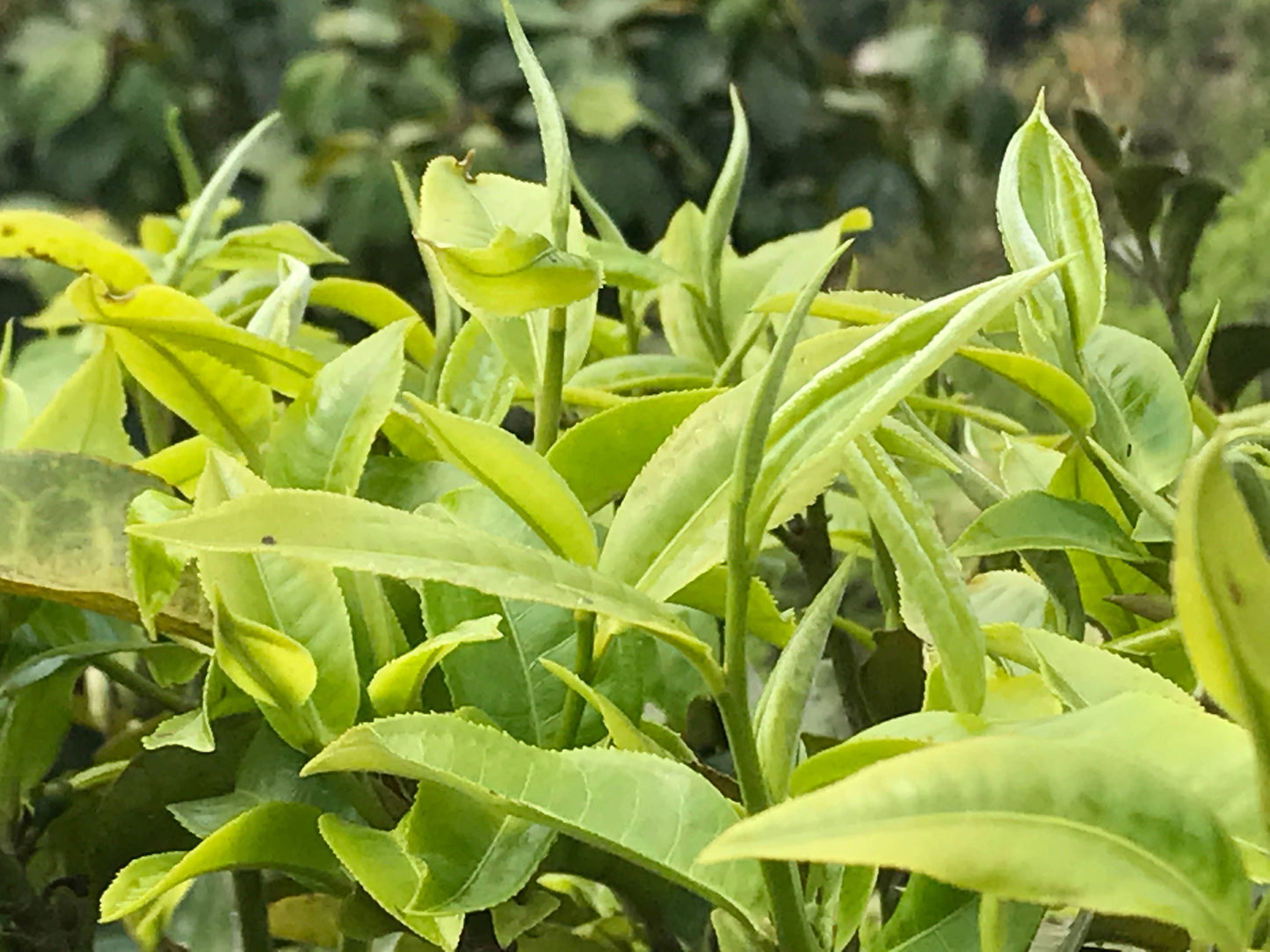 Jasmine Silver Tip