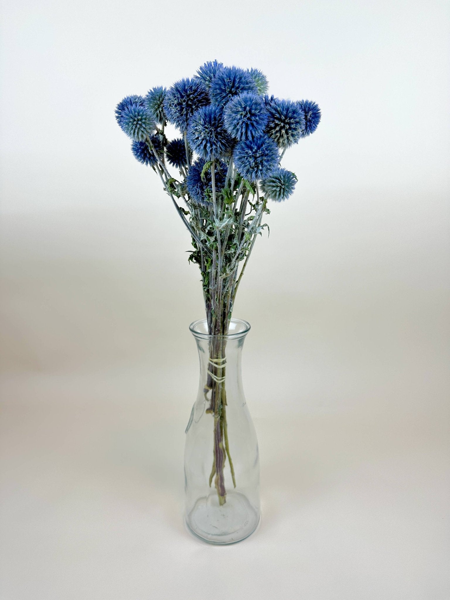 Globe Thistle (Echinops) – Natural Blue, Air - Dried - Dear John