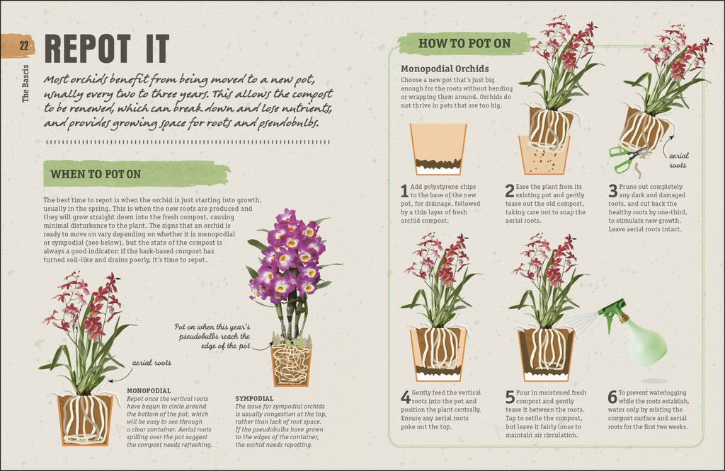 Happy Orchid - Dear John