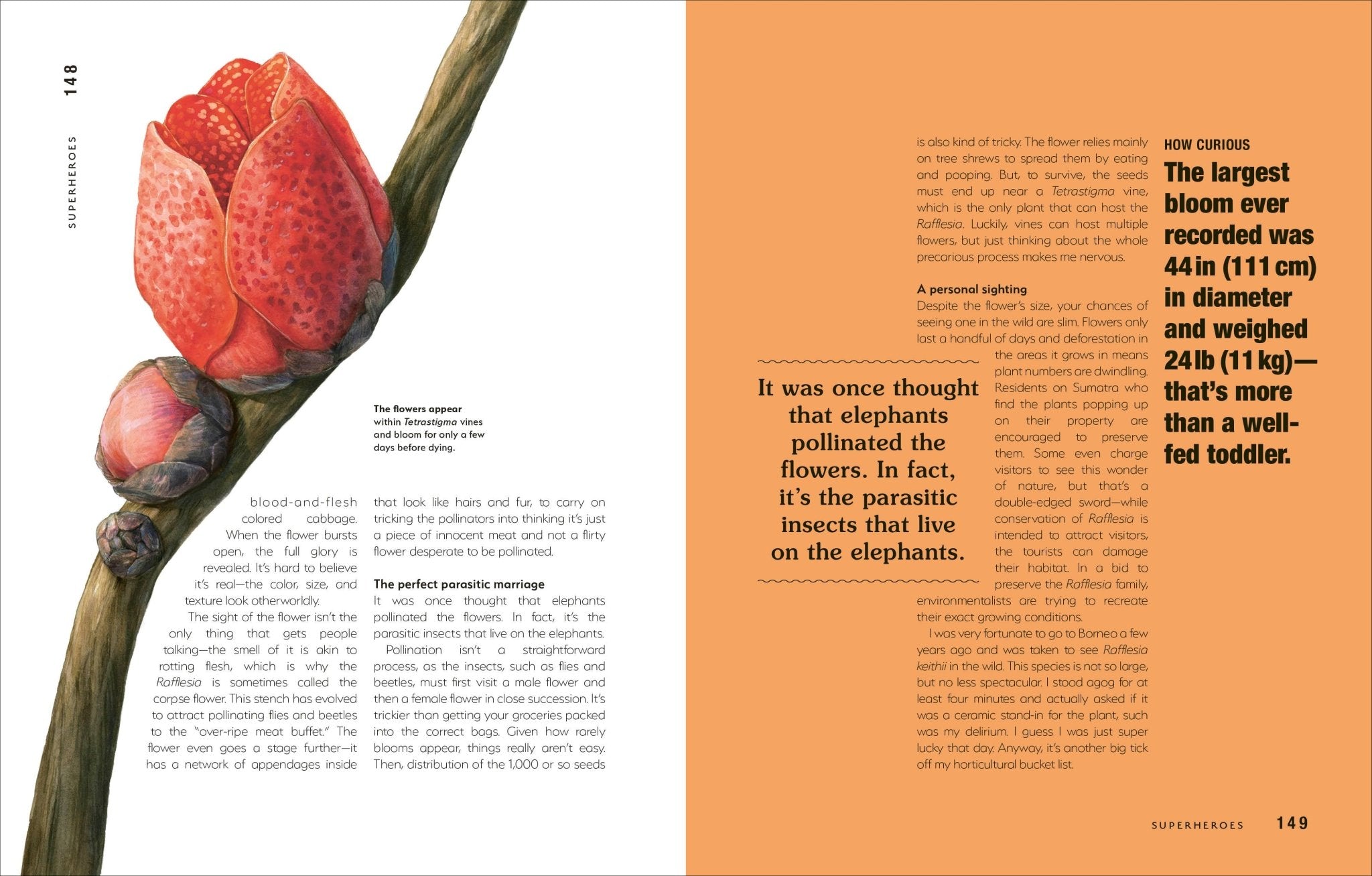 Hortus Curious - Dear John