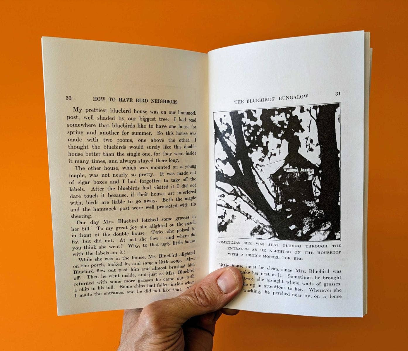 How to Attract Birds (Zine) - Dear John