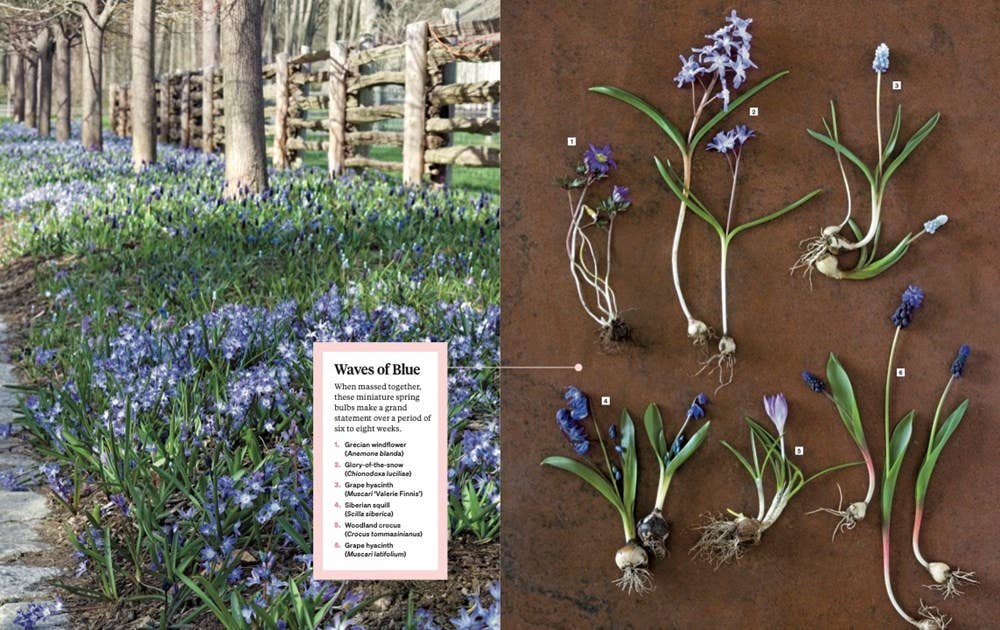 Martha Stewart's Gardening Handbook: Martha Stewart - Dear John