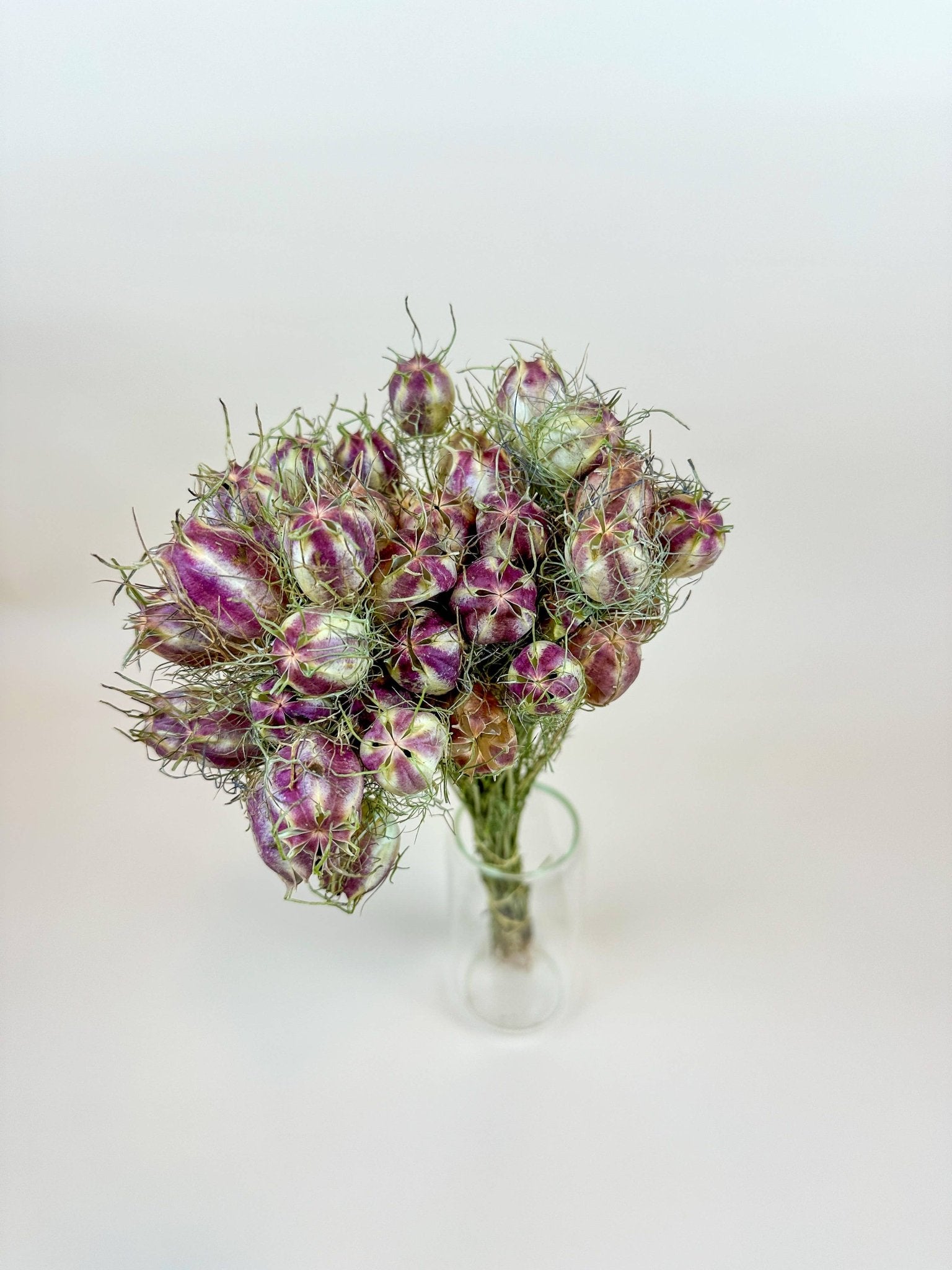 Nigella (Love - in - a - Mist) – Naturally Dried Seed Pods - Dear John