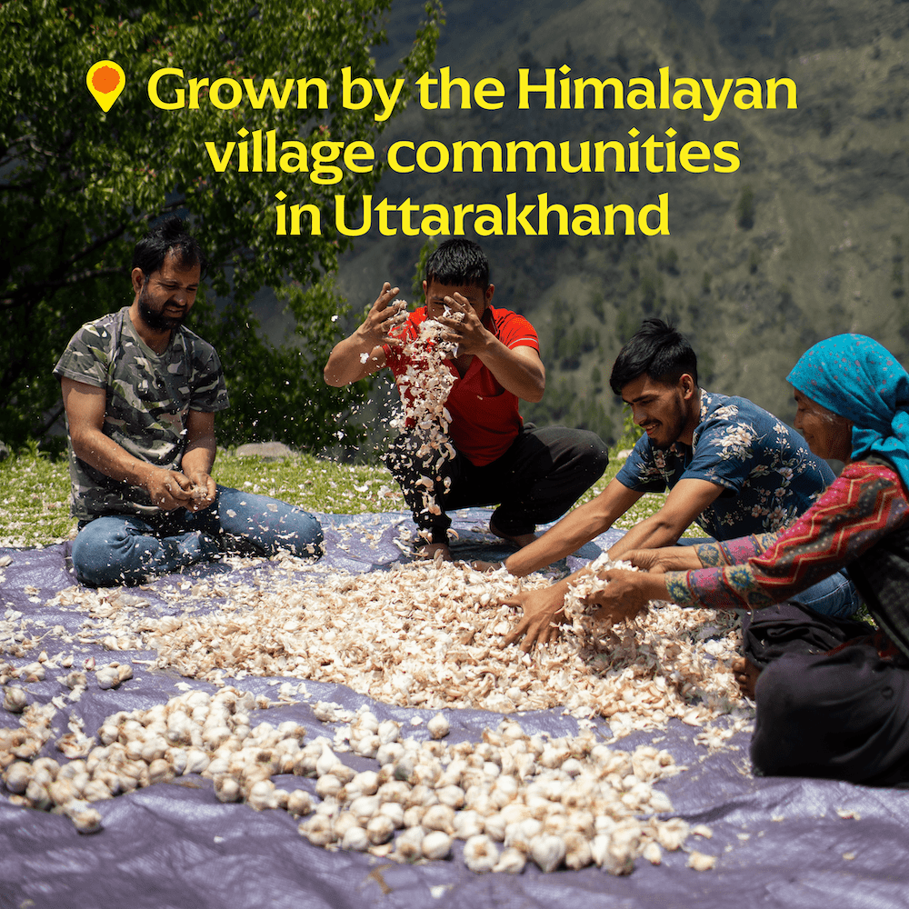 Pink Pahadi Garlic — Single - Origin Himalayan Garlic Powder (Sourced by Tons Trails) - Dear John