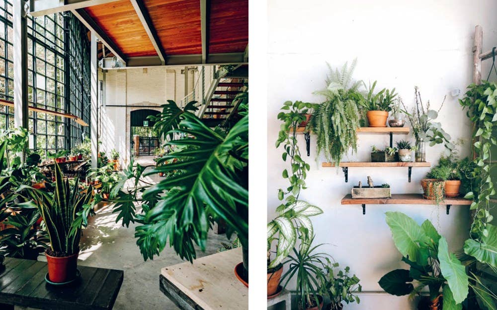 Plant House: Harper by Design - Dear John