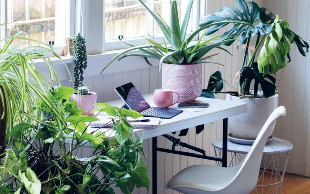 Plant House: Harper by Design - Dear John