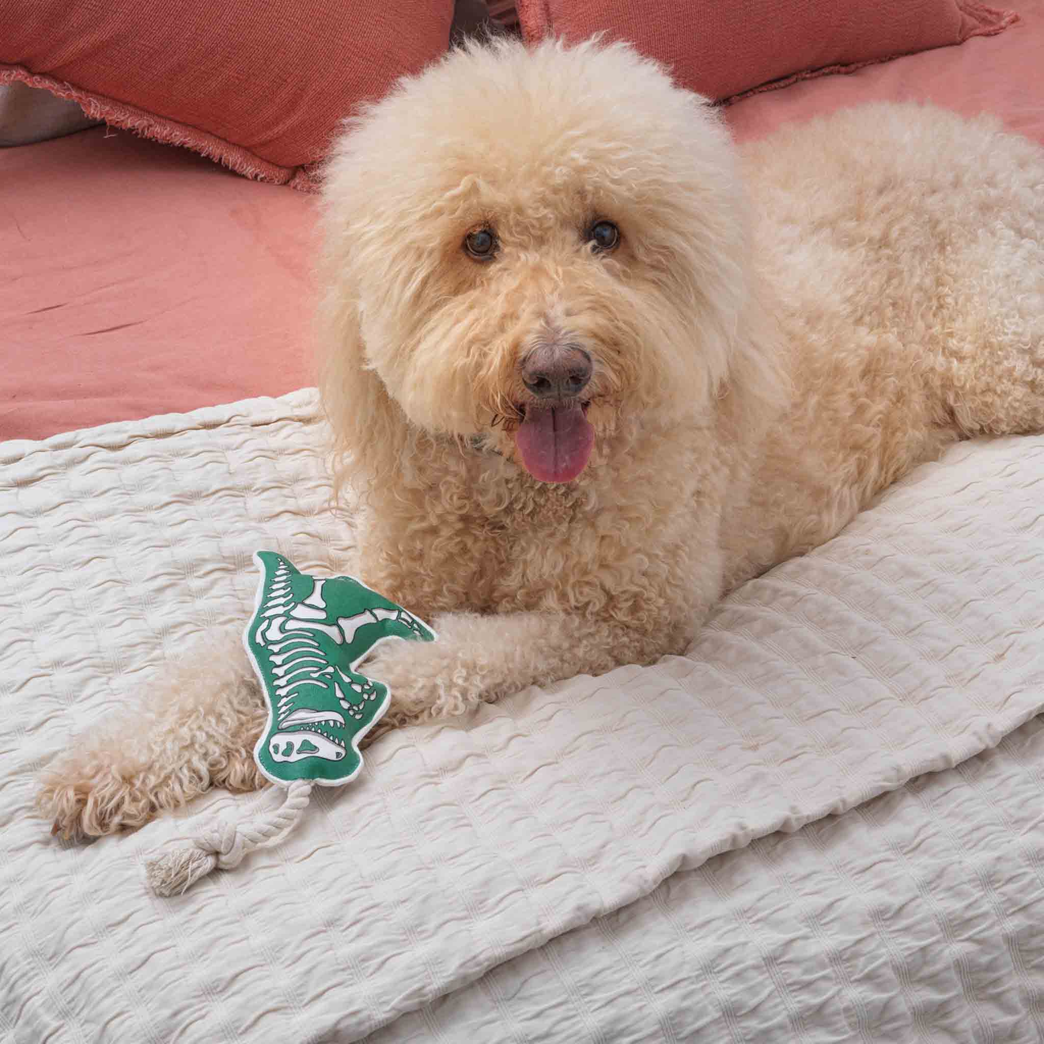 Rope Dog Toy | T - Rex - Dear John