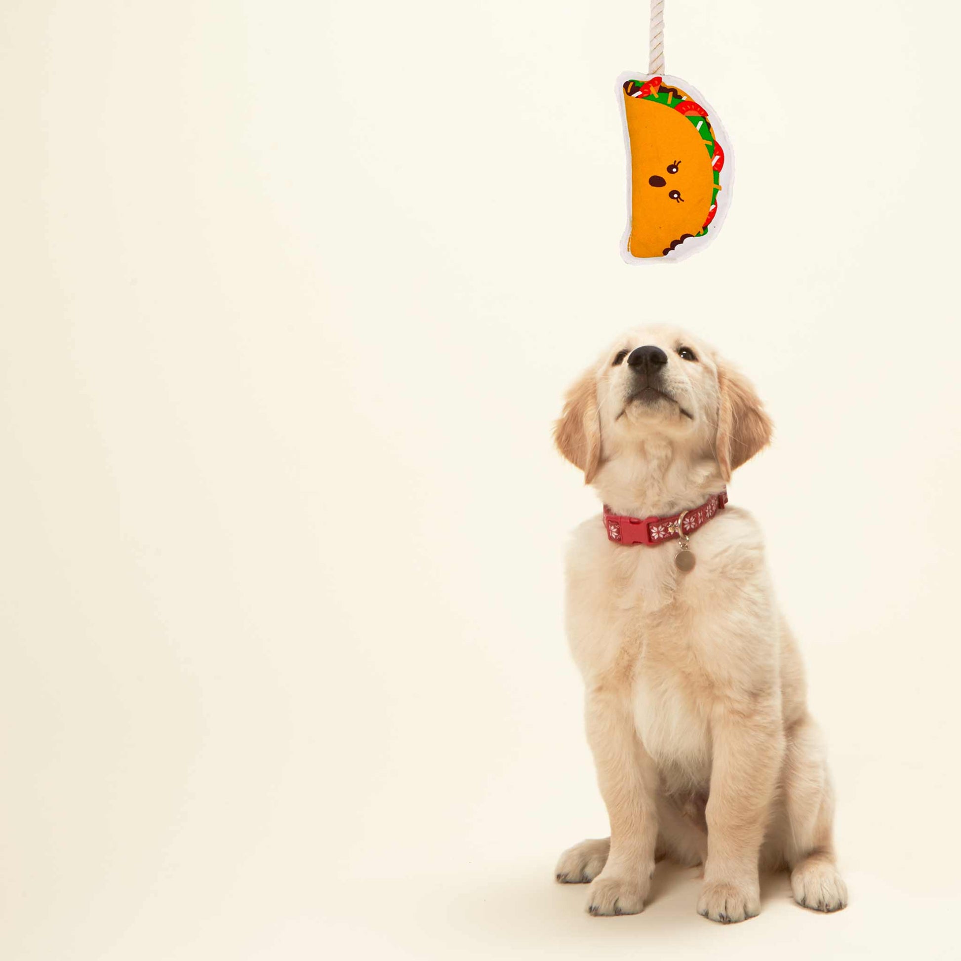 Rope Dog Toy | Taco - Dear John