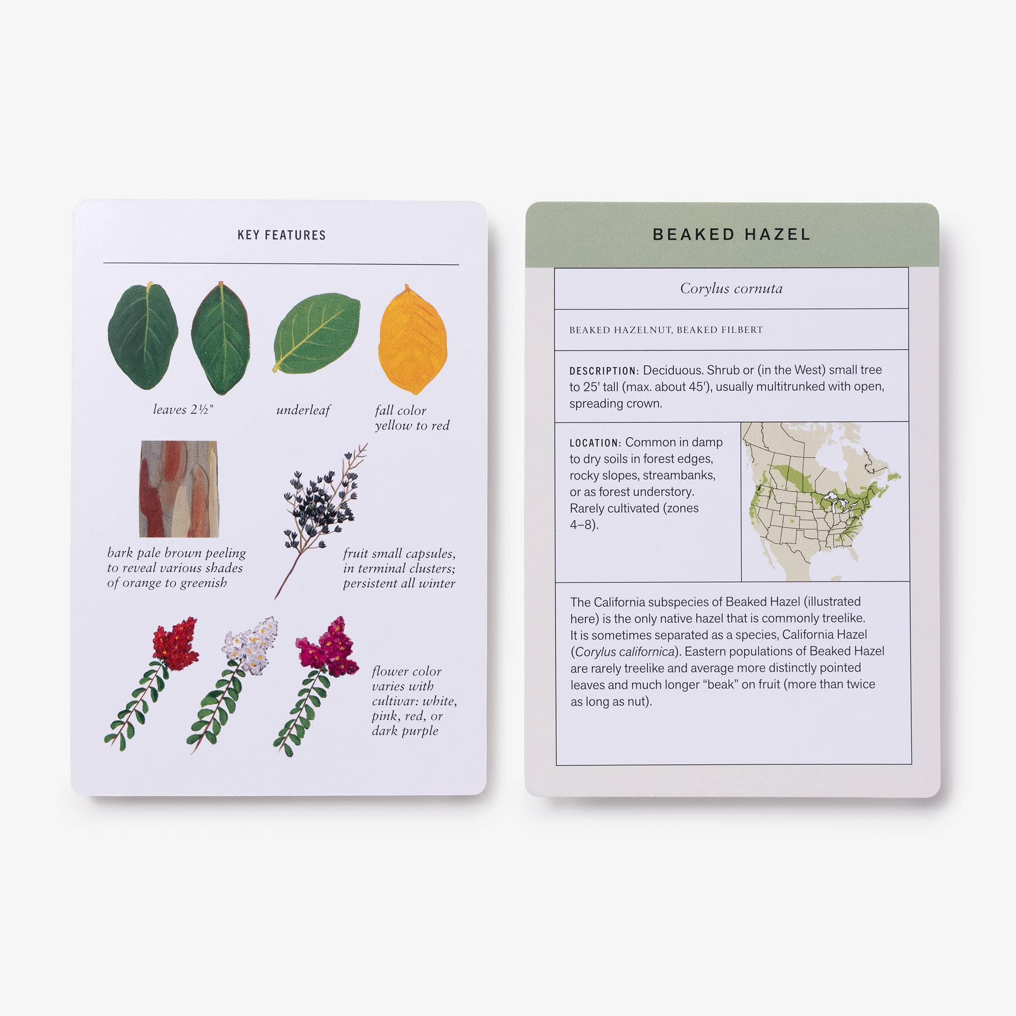 Sibley Tree Identification Flashcards - Dear John