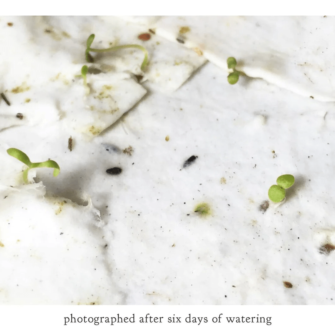 Small Victories - Green Darner Dragonfly Plantable Wildflower Seed Card - Dear John