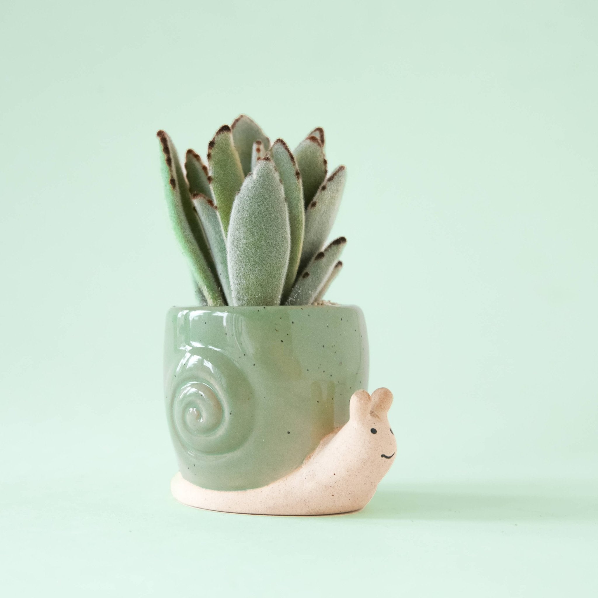Snail Planter | Lagoon - Dear John