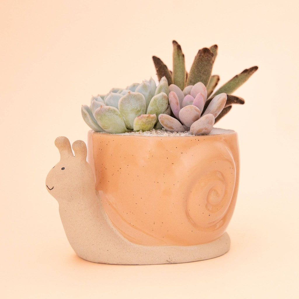 Snail Planter | Sunset - Dear John