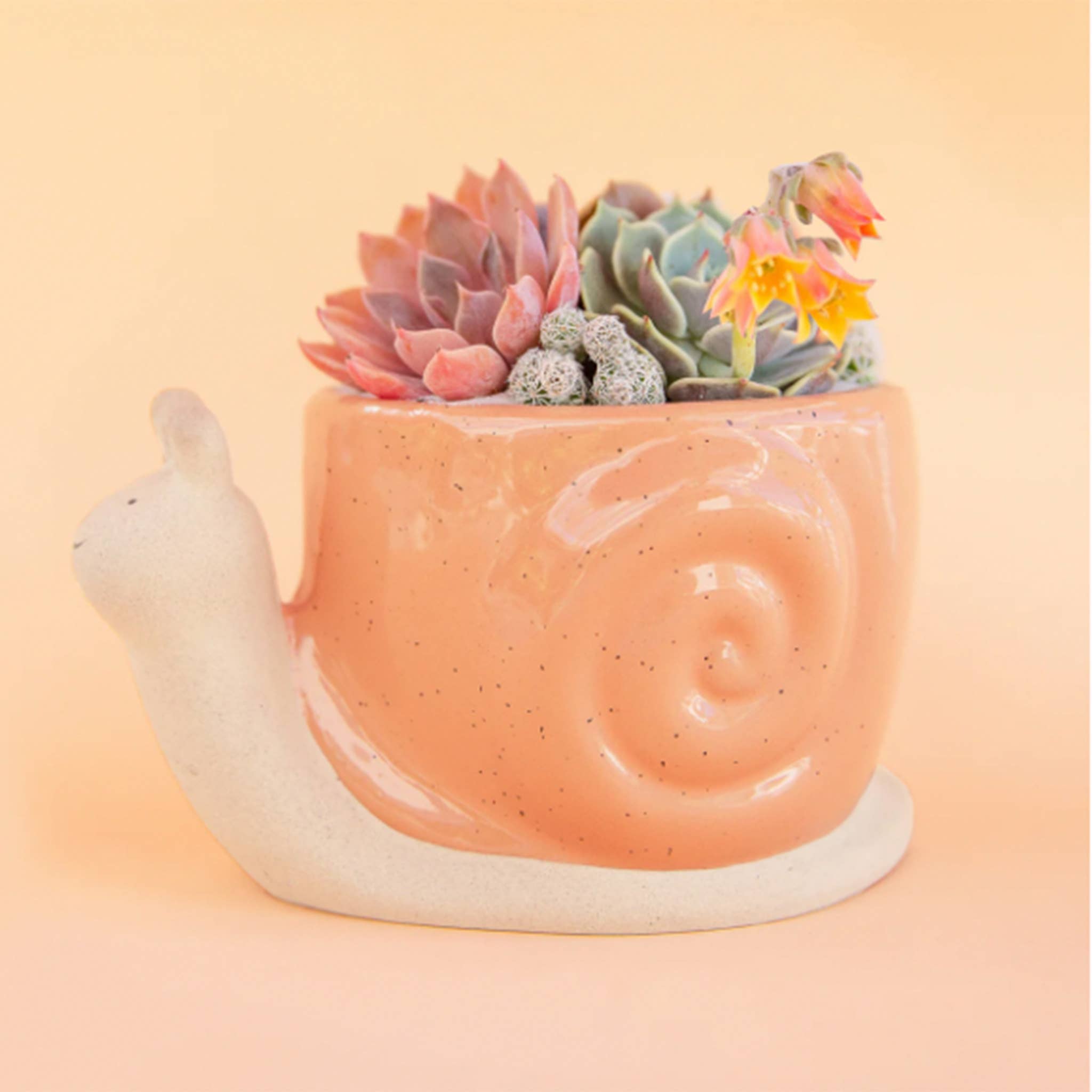 Snail Planter | Sunset - Dear John