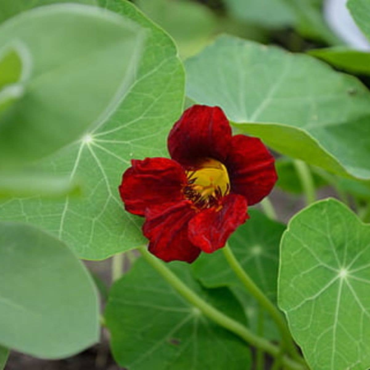 Sow the Magic - Black Velvet Nasturtium Tarot Seed Packet - Dear John