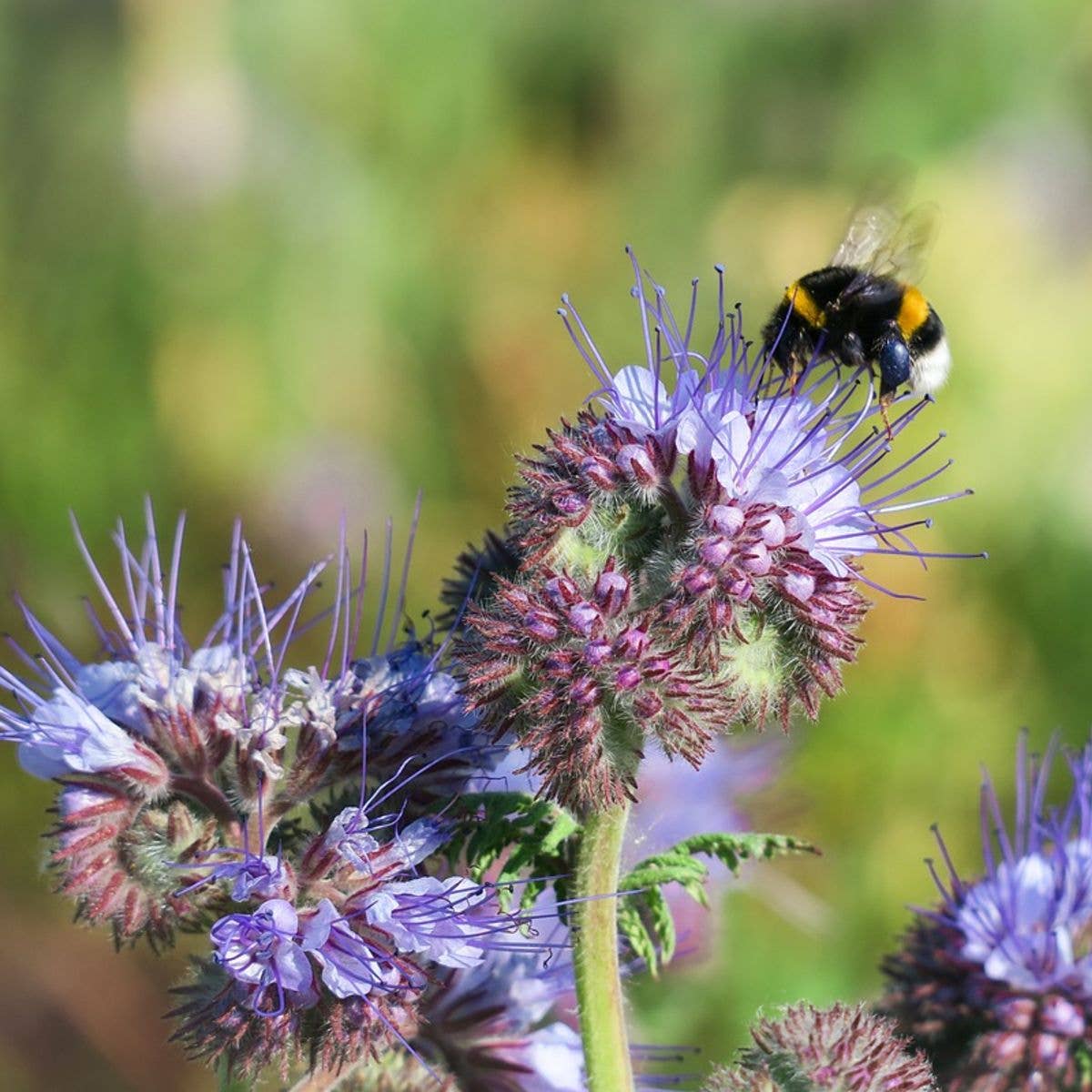 Sow the Magic - The Empress Bee Tarot Seed Packet - Dear John