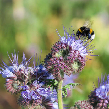 Sow the Magic - The Empress Bee Tarot Seed Packet - Dear John