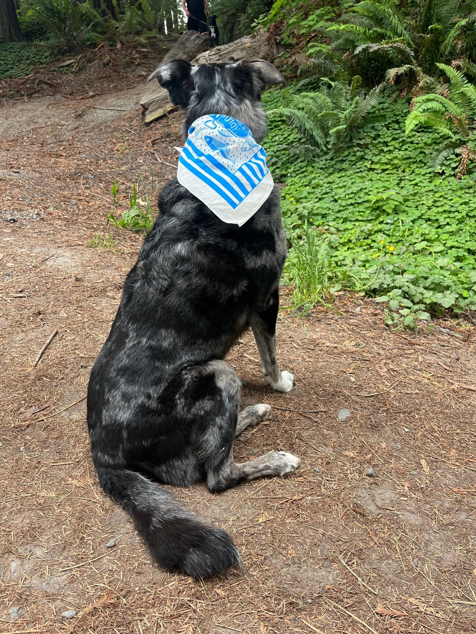 Summer Picnic Bandana - Dear John