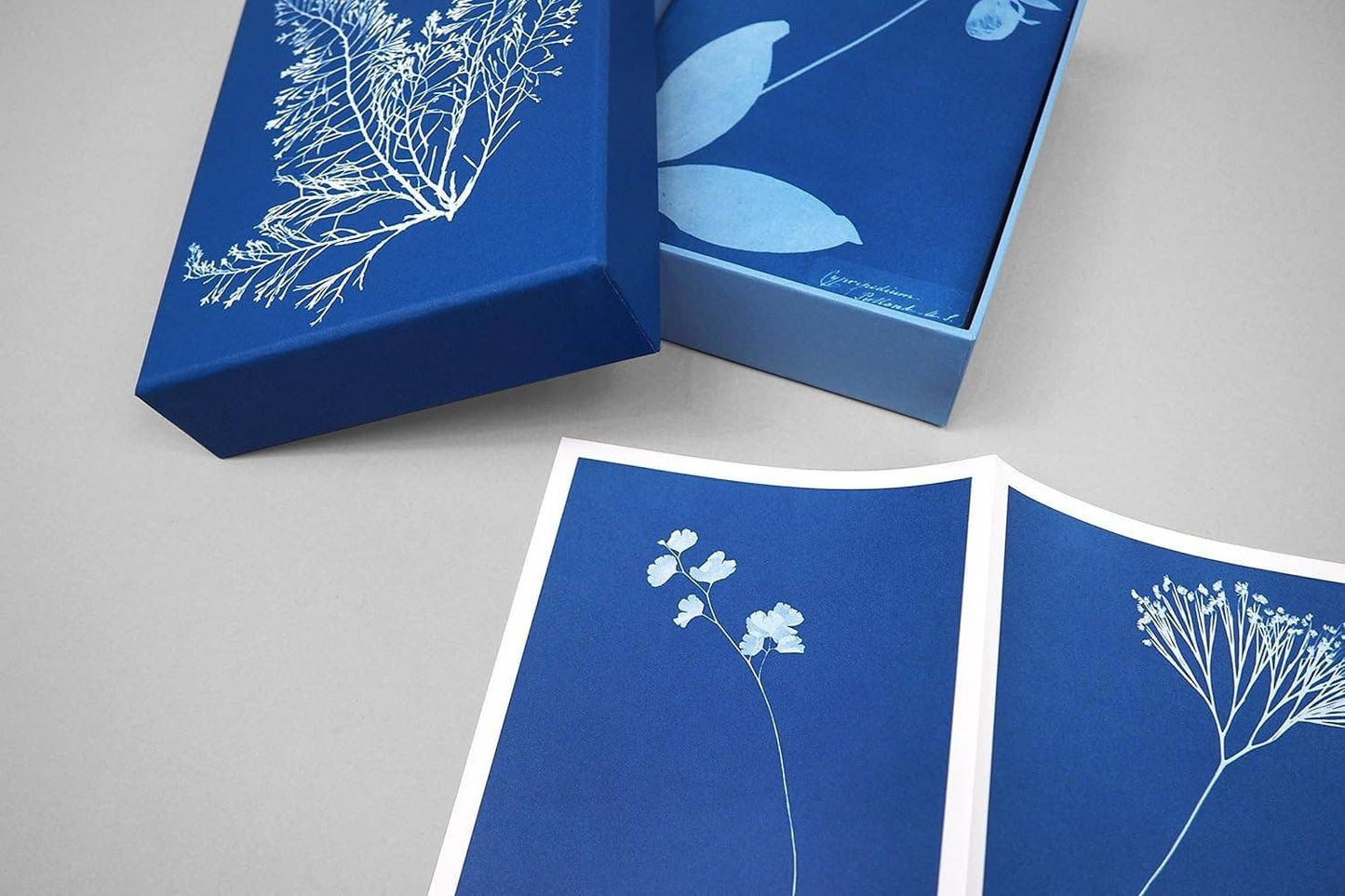Sunprint Notecards - Dear John