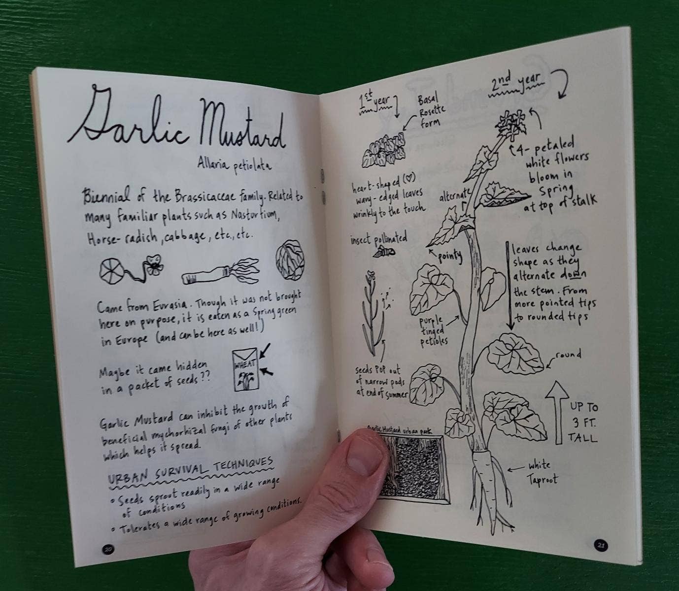 Urban Field Guide to the Herbs in Your Path (Zine) - Dear John