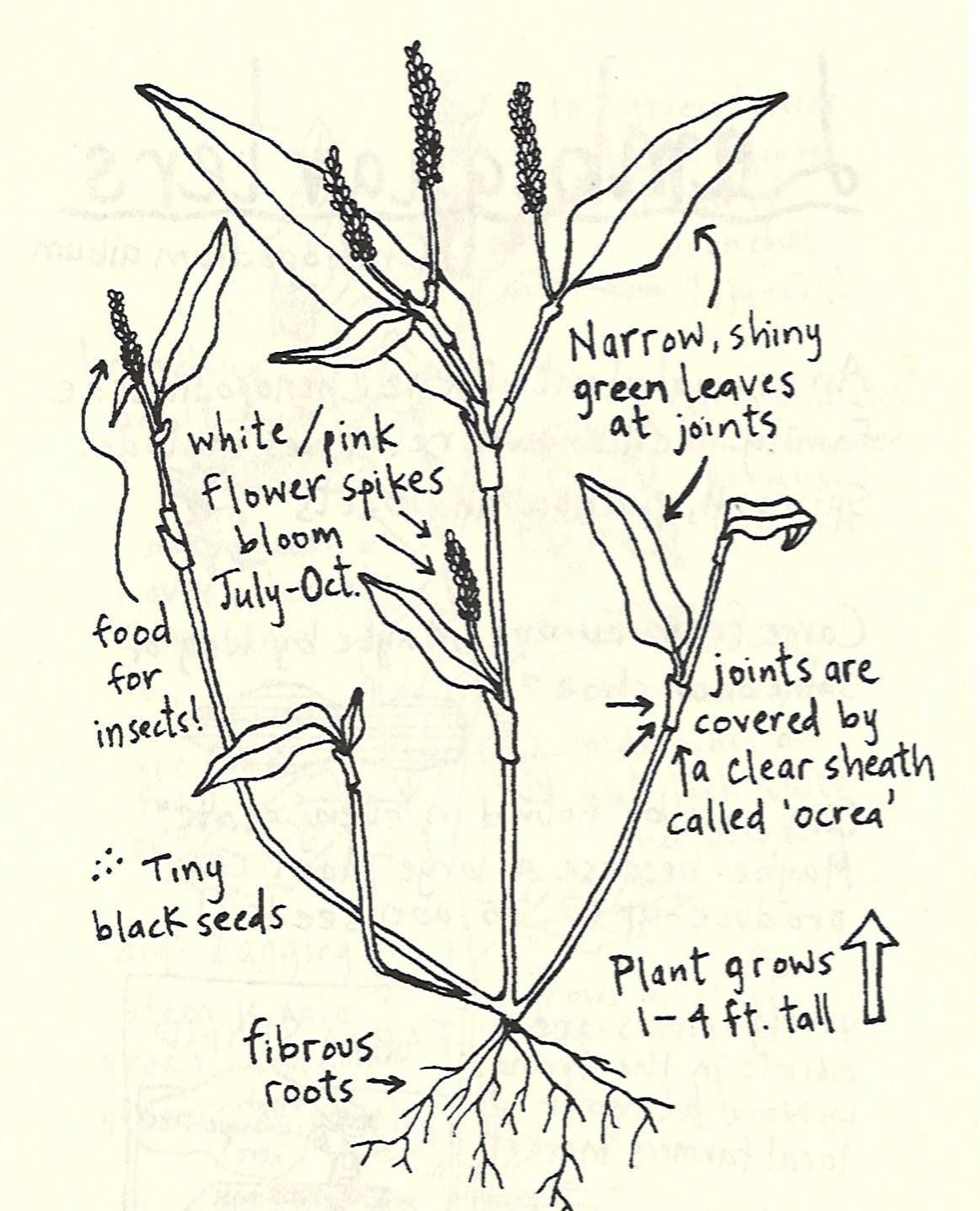Urban Field Guide to the Plants in Your Path — Discover the Wild Green Around You (Zine) - Dear John